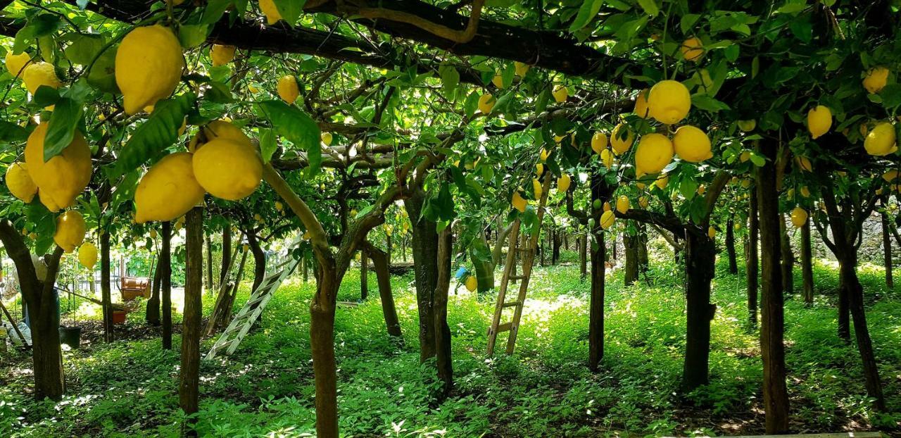 미노리 Il Limoneto Degli Angeli 빌라 외부 사진